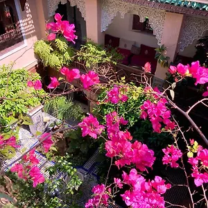 Riad Toyour- Of Birds